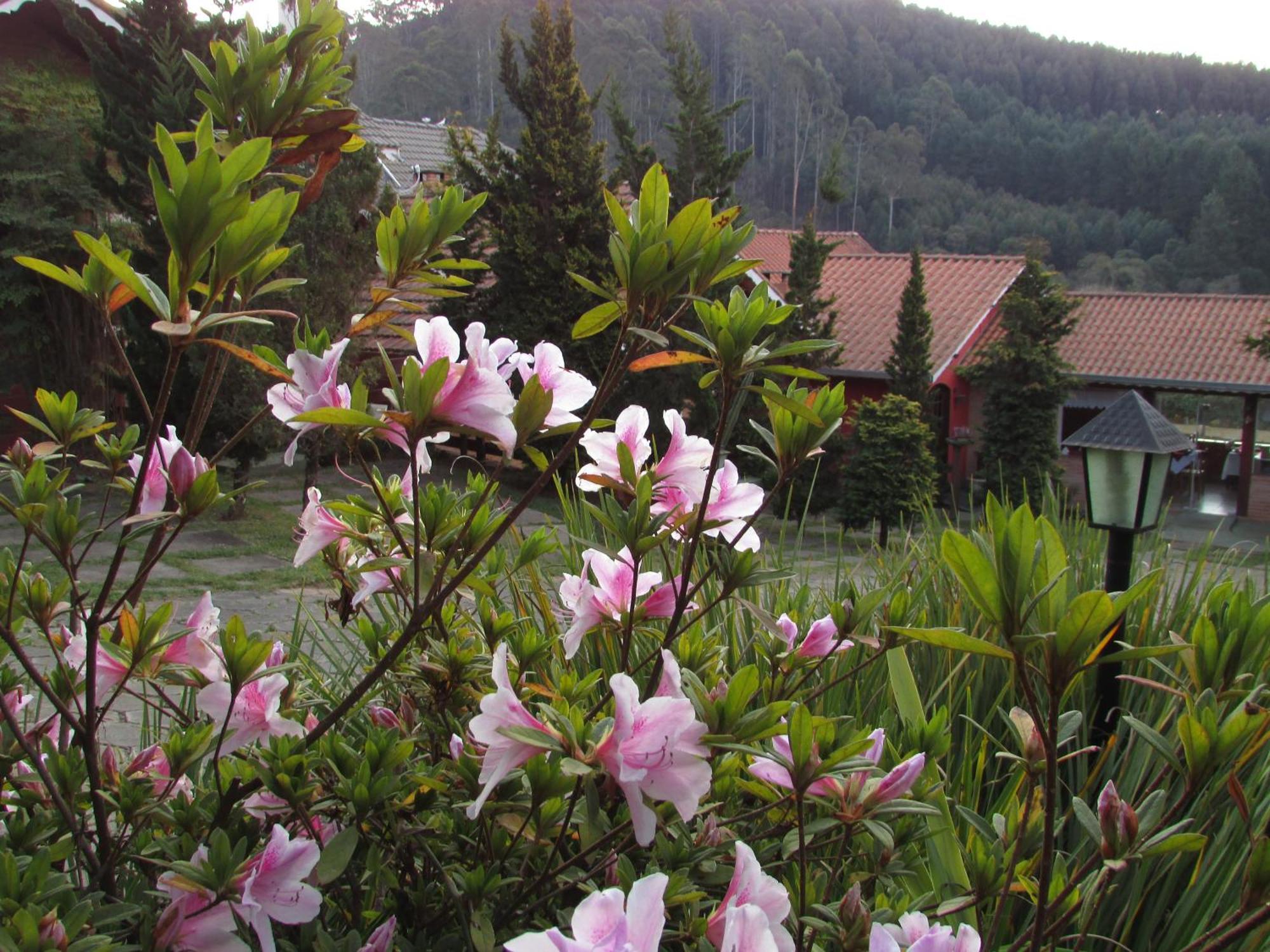 Pousada Flores Da Serra 蒙特韦尔迪 外观 照片